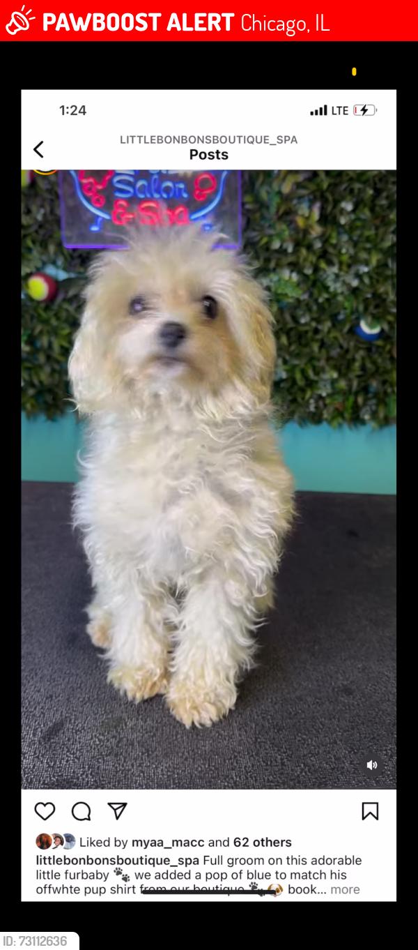 Lost Male Dog last seen Near n long ave, Chicago, IL 60644