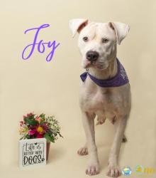 Shelter Stray Female Dog last seen Near Calibre Street, Fairhope, AL 36532, Fairhope Animal Control Jurisdiction, AL, 555 S Section St, Fairhope, AL 36532, USA