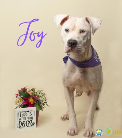 Shelter Stray Female Dog last seen Near Calibre Street, Fairhope, AL 36532, Fairhope Animal Control Jurisdiction, AL, 555 S Section St, Fairhope, AL 36532, USA