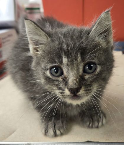 Shelter Stray Male Cat last seen S Willow Ave & E Central Ave, Fresno Zone Fresno CO 1A 93725, CA, 1510 W Dan Ronquillo Dr, Fresno, CA 93706, USA
