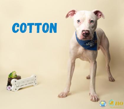 Shelter Stray Male Dog last seen Near Calibre Street, Fairhope, AL 36532, Fairhope Animal Control Jurisdiction, AL, 555 S Section St, Fairhope, AL 36532, USA