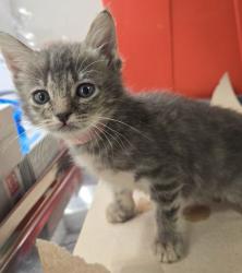 Shelter Stray Female Cat last seen S Willow Ave & E Central Ave, Fresno Zone Fresno CO 1A 93725, CA, 1510 W Dan Ronquillo Dr, Fresno, CA 93706, USA