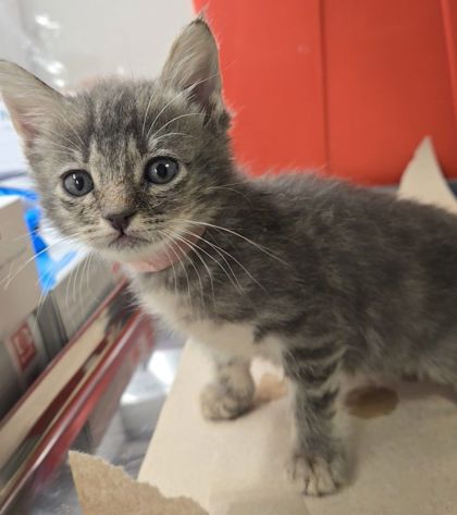 Shelter Stray Female Cat last seen S Willow Ave & E Central Ave, Fresno Zone Fresno CO 1A 93725, CA, 1510 W Dan Ronquillo Dr, Fresno, CA 93706, USA