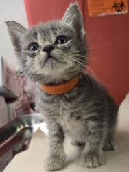 Shelter Stray Female Cat last seen S Willow Ave & E Central Ave, Fresno Zone Fresno CO 1A 93725, CA, 1510 W Dan Ronquillo Dr, Fresno, CA 93706, USA
