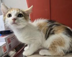 Shelter Stray Female Cat last seen E Kaviland and S. Cedar, Fresno Zone Fresno CO 3 93725, CA, 1510 W Dan Ronquillo Dr, Fresno, CA 93706, USA