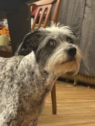 Reunited Female Dog last seen Near Randolph Ave, St Paul, MN 55102, USA, Saint Paul, MN 55102