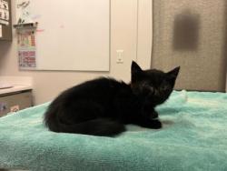 Shelter Stray Male Cat last seen W 63rd st and Stateline Rd, 64113, MO, 7077 Elmwood Ave, Kansas City, MO 64132, USA