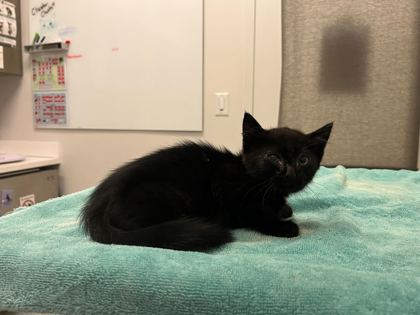Shelter Stray Male Cat last seen W 63rd st and Stateline Rd, 64113, MO, 7077 Elmwood Ave, Kansas City, MO 64132, USA