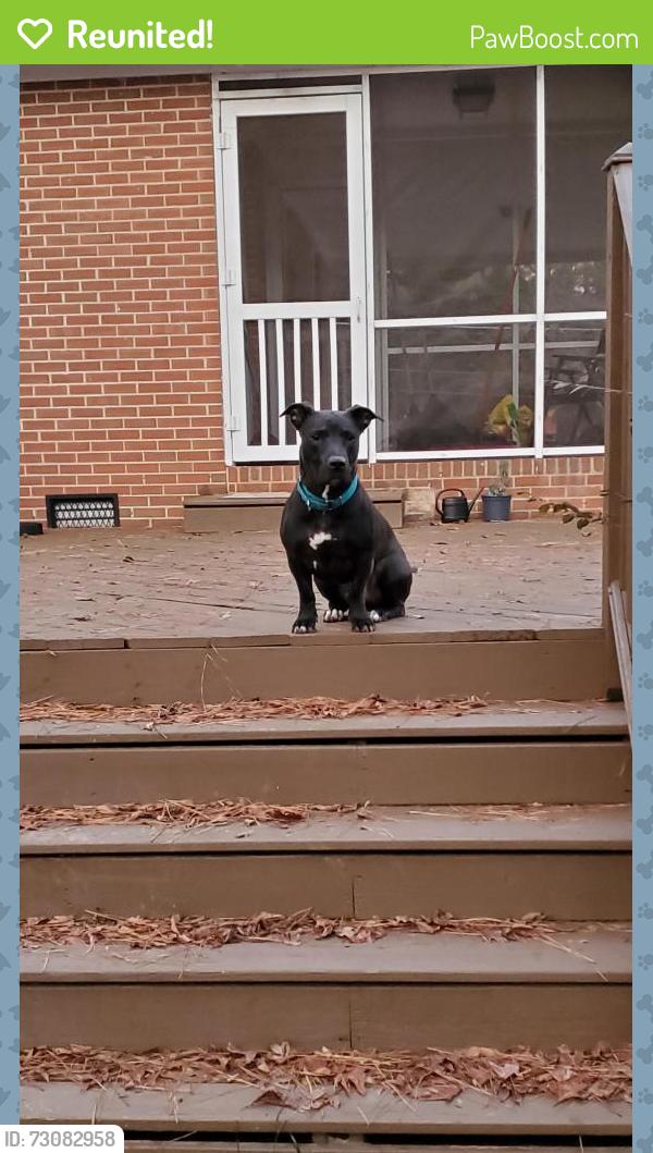 Reunited Male Dog last seen Sima Ave, Durham, NC 27701