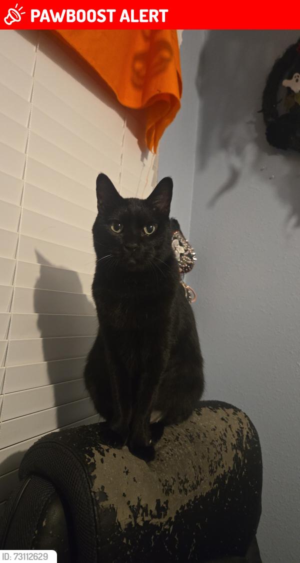 Lost Male Cat last seen Granray Park Neigborhood in Green Cove Springs, Fl on Sandridge Road, Green Cove Springs, FL 32043