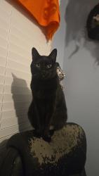Lost Male Cat last seen Granray Park Neigborhood in Green Cove Springs, Fl on Sandridge Road, Green Cove Springs, FL 32043