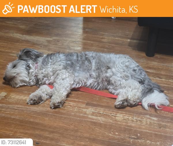 Found/Stray Female Dog last seen Near e tulsa st, Wichita, KS 67216