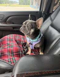 Reunited Female Dog last seen White oak rd and George ritchey rd, White Oak, TX 75693