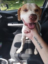 Reunited Male Dog last seen Running down Sherman onto Macklin, Indianapolis, IN 46237
