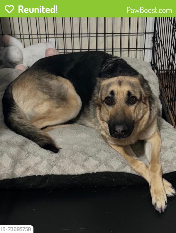 Reunited Female Dog last seen Eubank ,Comanche, Albuquerque, NM 87111