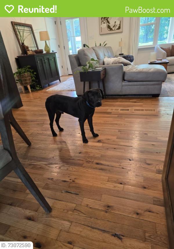 Reunited Male Dog last seen Foster Maineville rd, Salem Township, OH 45152
