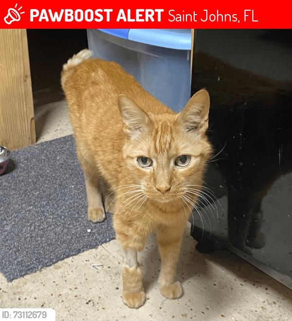 Lost Male Cat last seen Lauriston Drive & North Durbin Parkway, Saint Johns, FL 32259