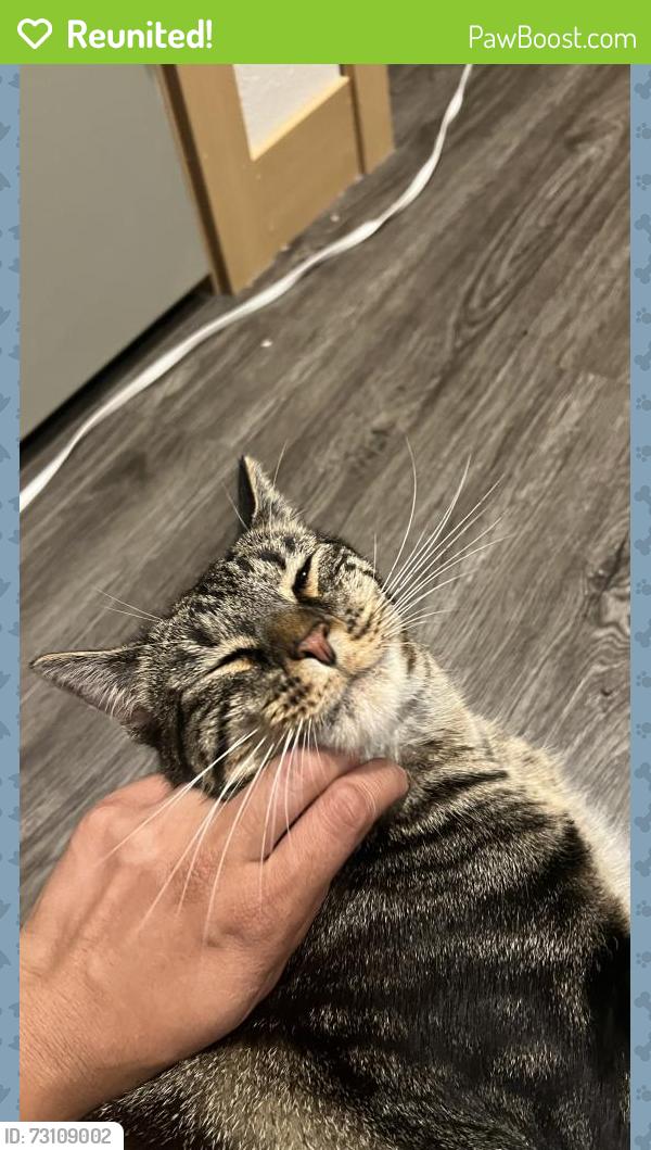 Reunited Male Cat last seen Insignia Loop and East Broad Street, East Bremerton, Bremerton, WA 98310