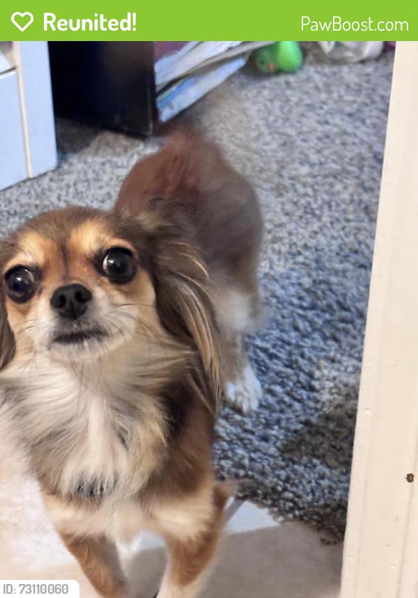Reunited Female Dog last seen Tinker diagonal/ Se15 th epperly, Del City, OK 73115