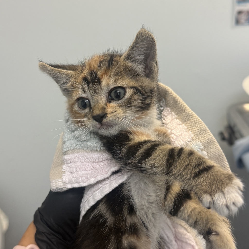 Shelter Stray Female Cat last seen San Diego, CA, 92154, 5500 Gaines St, San Diego, CA 92110, USA