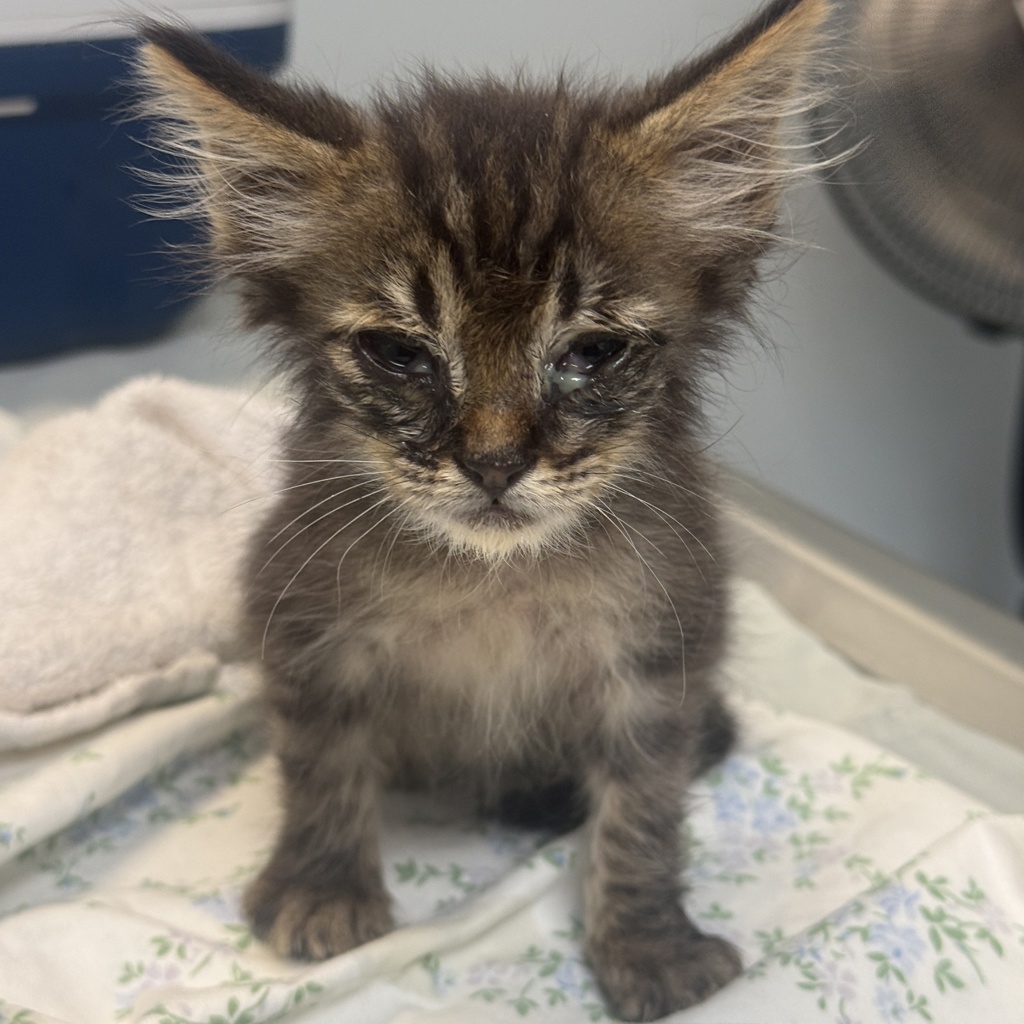 Shelter Stray Male Cat last seen Near Shooting Star Drive, San Diego, CA, 92173, 5500 Gaines St, San Diego, CA 92110, USA