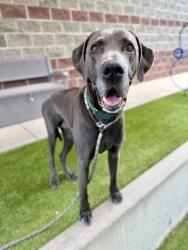 Shelter Stray Male Dog last seen Near E El Sendero Circle, Unincorporated, UT, 84006, 511 W 3900 S, Salt Lake City, UT 84123, USA