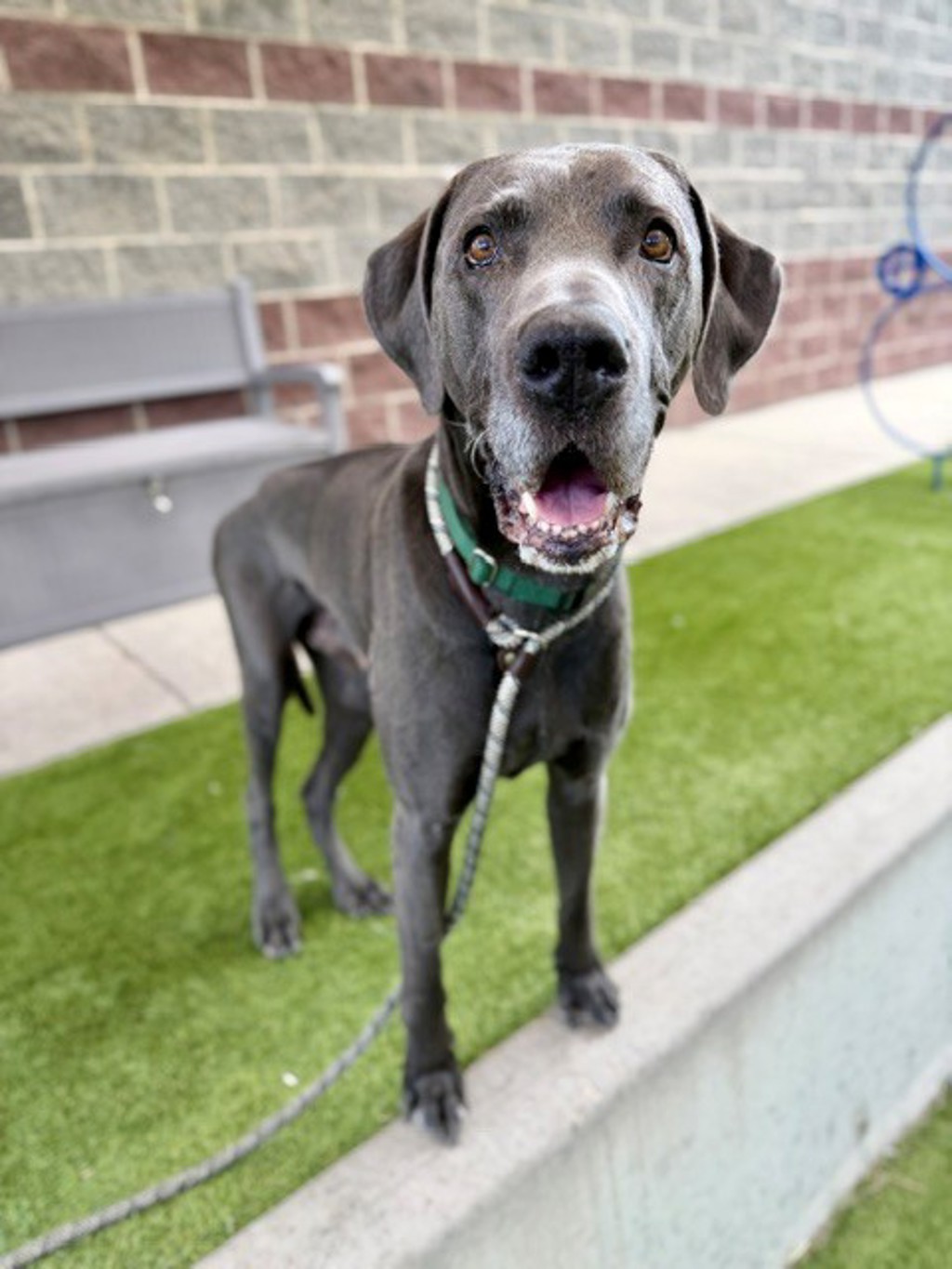 Shelter Stray Male Dog last seen Near E El Sendero Circle, Unincorporated, UT, 84006, 511 W 3900 S, Salt Lake City, UT 84123, USA