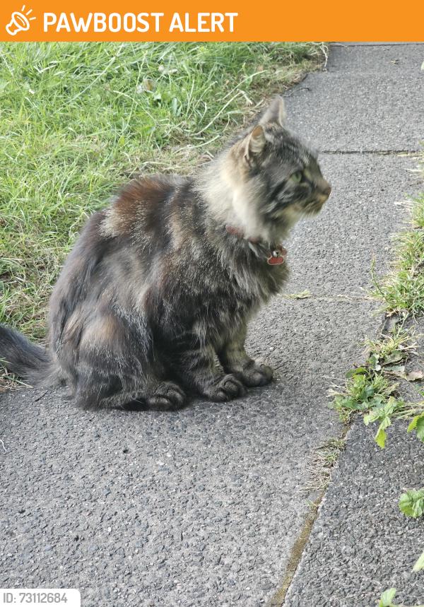 Found/Stray Unknown Cat last seen Opposite side of road from Motor Mania, Stretford, England M32 9AU