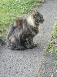Found/Stray Unknown Cat last seen Opposite side of road from Motor Mania, Stretford, England M32 9AU