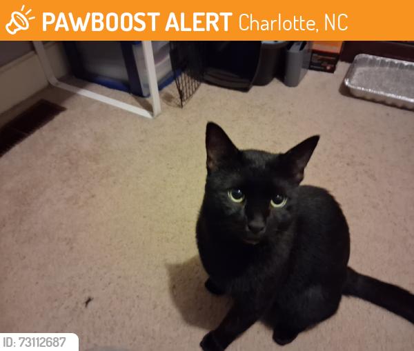 Found/Stray Male Cat last seen Old Steele Creek Rd and Golf Course Ln, Charlotte, NC 28208