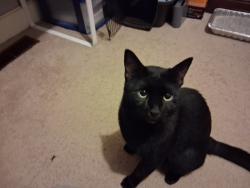 Found/Stray Male Cat last seen Old Steele Creek Rd and Golf Course Ln, Charlotte, NC 28208
