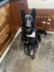 Lost Female Dog last seen Harts run and hams ford, Spotsylvania County, VA 22551