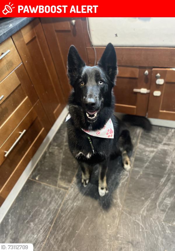 Lost Female Dog last seen Harts run and hams ford, Spotsylvania County, VA 22551