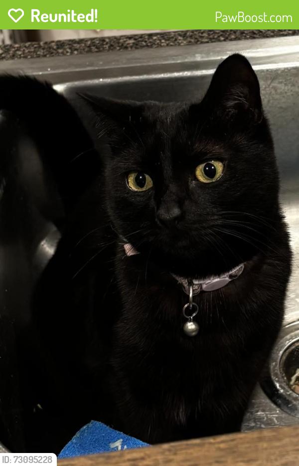 Reunited Female Cat last seen Broad Street, Carlstadt, NJ 07072