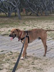 Lost Male Dog last seen Near Ashley highschool, Wilmington, NC 28412
