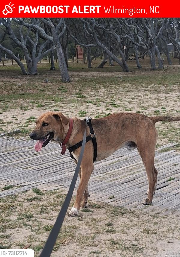 Lost Male Dog last seen Near Ashley highschool, Wilmington, NC 28412
