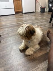 Lost Male Dog last seen Castle Ridge ct , Southern Gateway, VA 22406