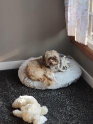 Reunited Male Dog last seen Near and GP easterly, West Farmington, OH 44491