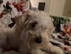 Lost Female Dog last seen Near E Chaucers Drive Tucson Arizona, Tucson, AZ 85756