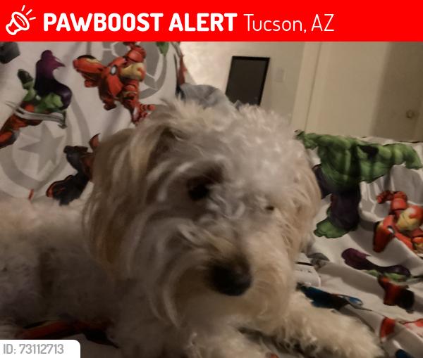Lost Female Dog last seen Near E Chaucers Drive Tucson Arizona, Tucson, AZ 85756