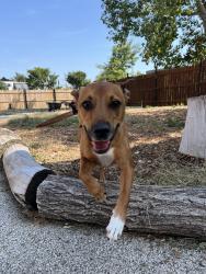 Reunited Female Dog last seen N Elston Ave, Chicago, IL, USA, Chicago, IL 60618