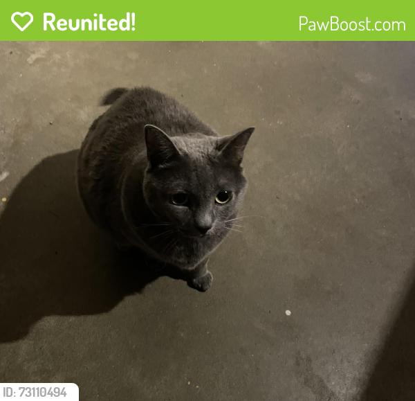 Reunited Unknown Cat last seen Mary hill lane, Port Coquitlam, BC 