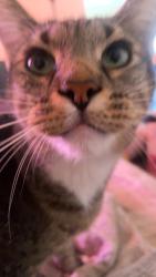 Reunited Male Cat last seen Near Palacio View, Colorado Springs, CO 80910, USA, Colorado Springs, CO 80910