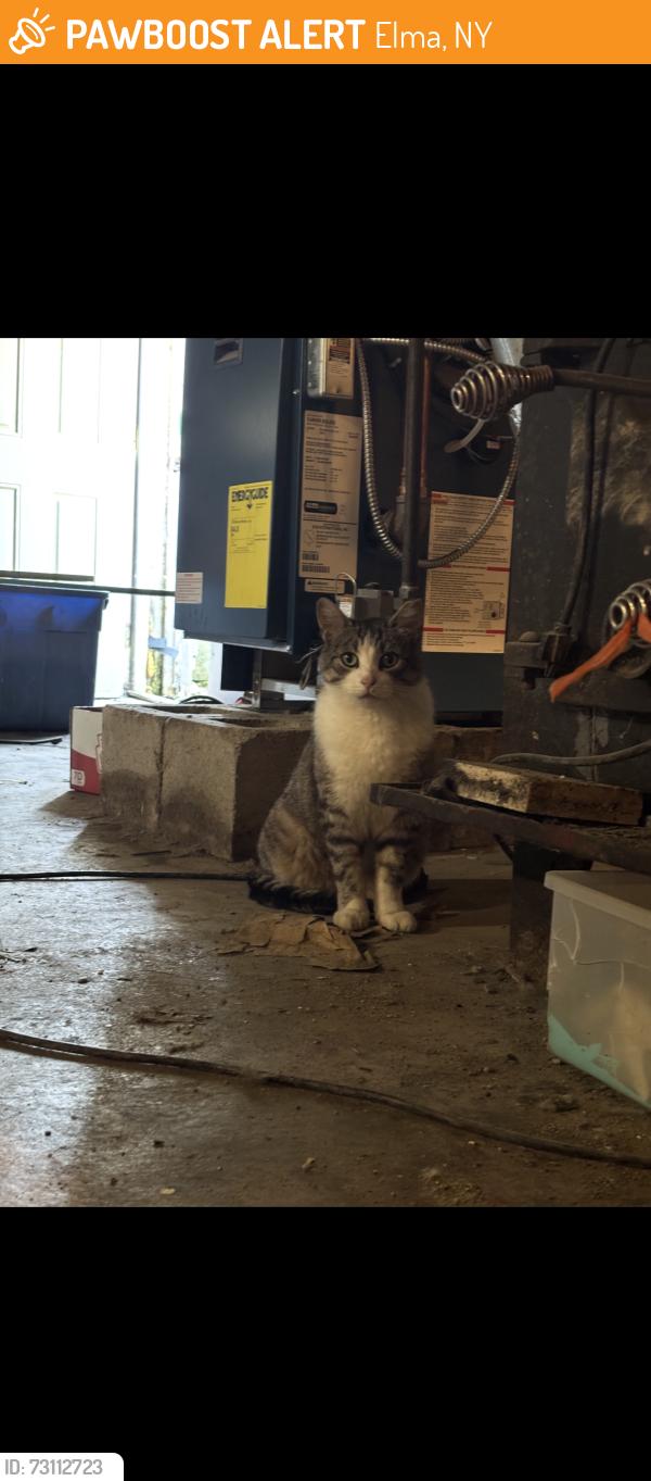 Found/Stray Unknown Cat last seen Knabb road, Elma, NY 14059
