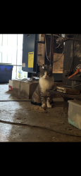 Found/Stray Unknown Cat last seen Knabb road, Elma, NY 14059