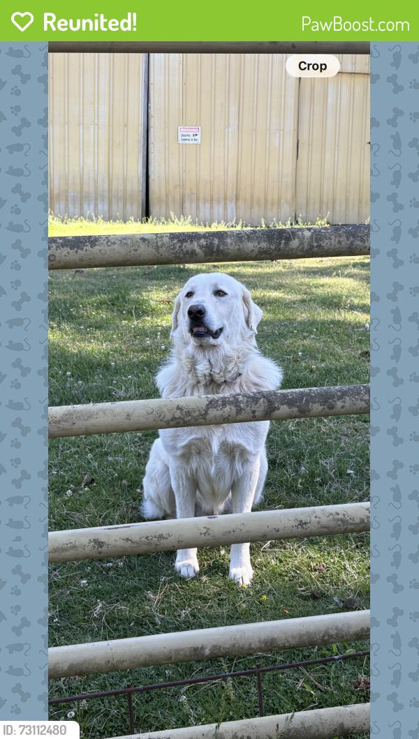 Reunited Male Dog last seen Cow palace road near cornerstone elementary school, Baxter, TN 38544