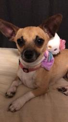 Reunited Female Dog last seen White bear Ava rabatz ave, Saint Paul, MN 55109
