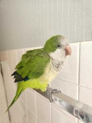 Found/Stray Unknown Bird last seen Mobile and Higgins, Chicago, IL 60630