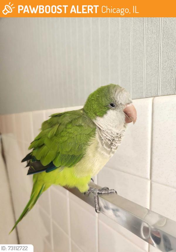 Found/Stray Unknown Bird last seen Mobile and Higgins, Chicago, IL 60630