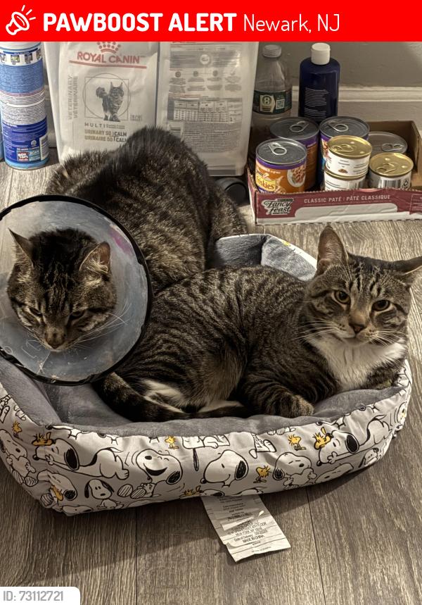 Lost Male Cat last seen Springfield & woodlawn, Newark, NJ 07102
